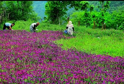 شبکه تصویر ( تصویرنت ) برداشت گل گاو زبان